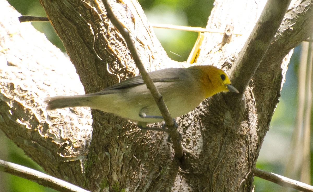 Orange-headed Tanager (Eastern) - ML641211085