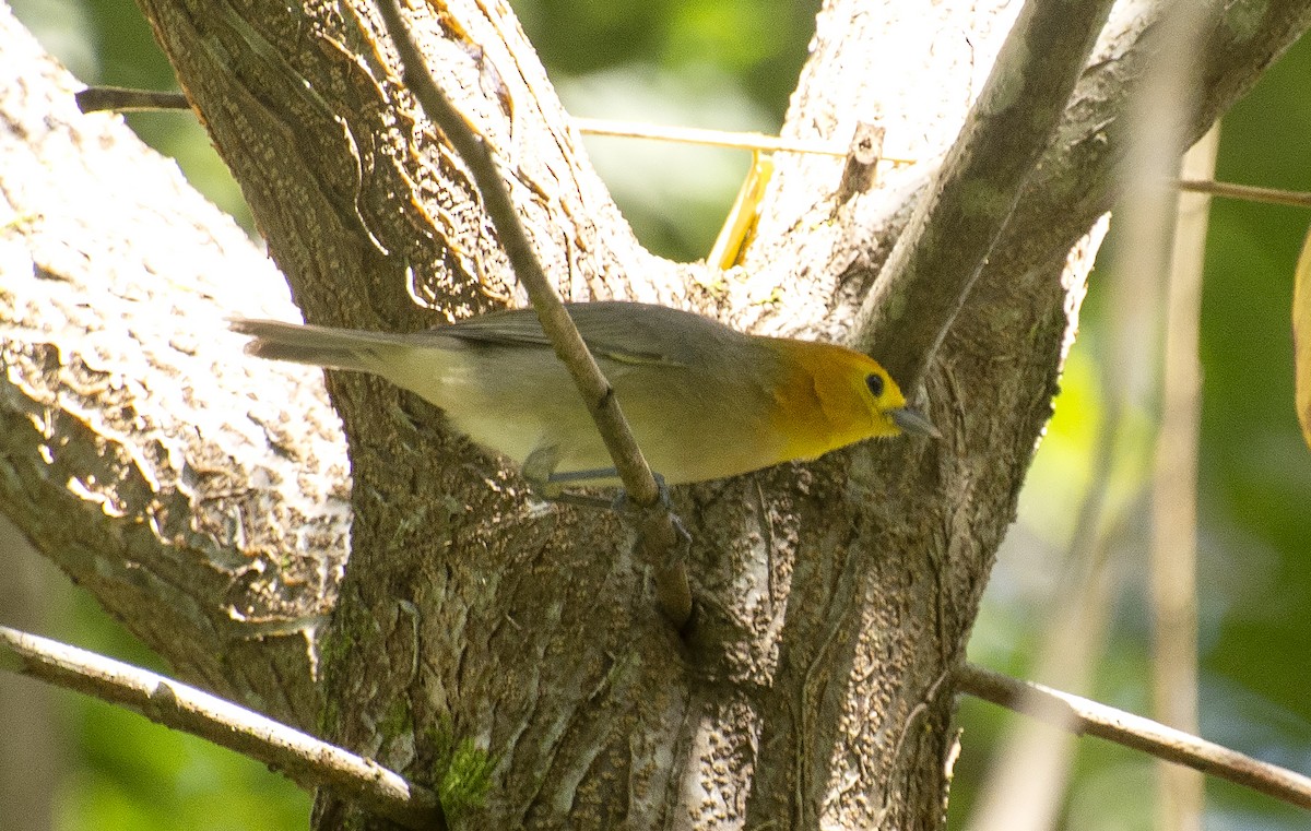Orange-headed Tanager (Eastern) - ML641211086