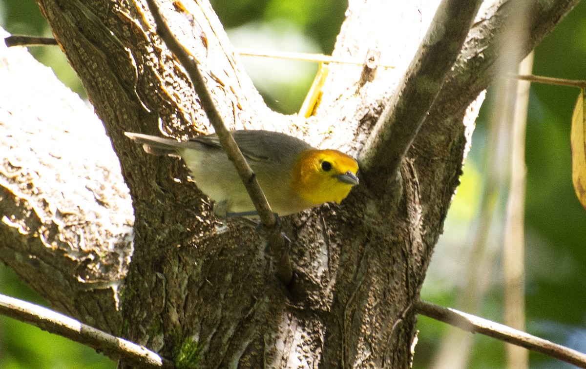 Orange-headed Tanager (Eastern) - ML641211087