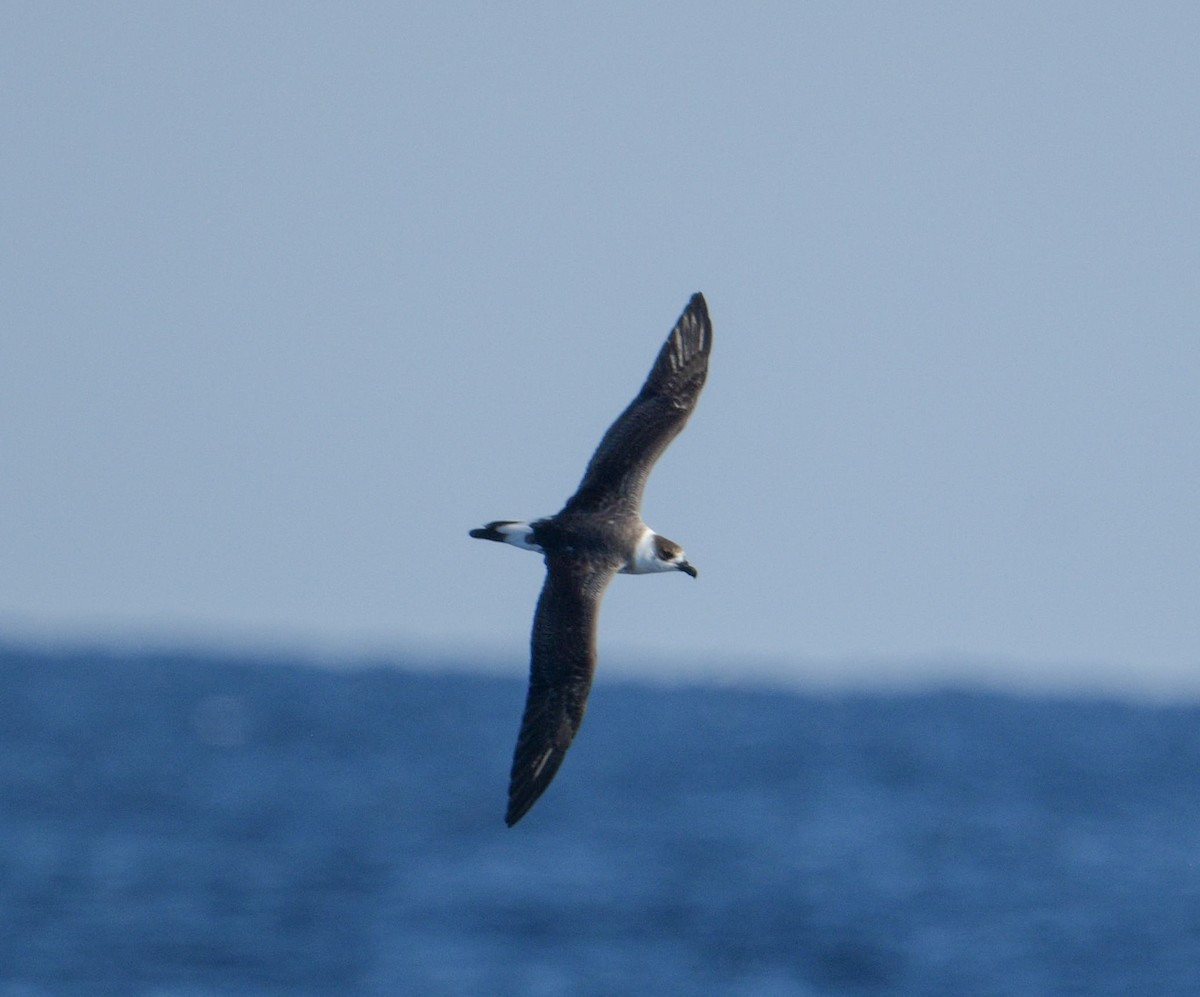 Black-capped Petrel - ML641211105
