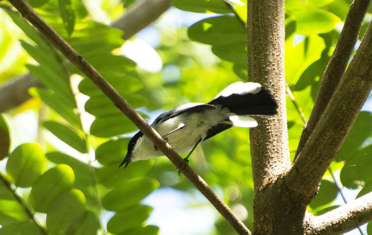 Tropical Gnatcatcher (atricapilla) - ML641211141