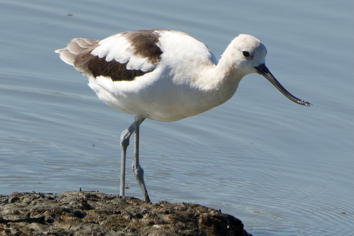 American Avocet - ML641211165