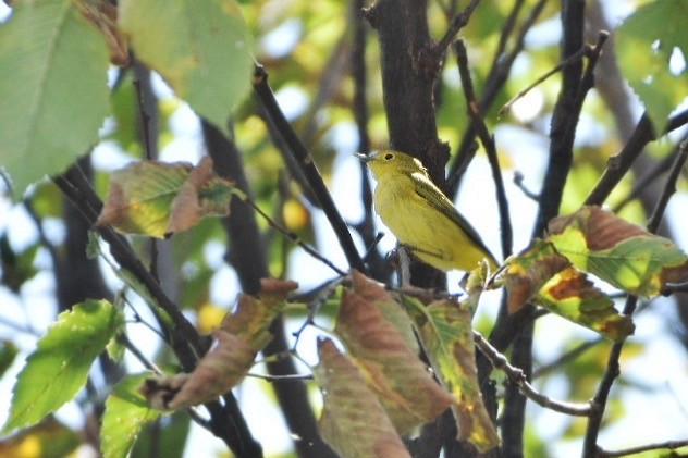 Northern Yellow Warbler - ML641211171