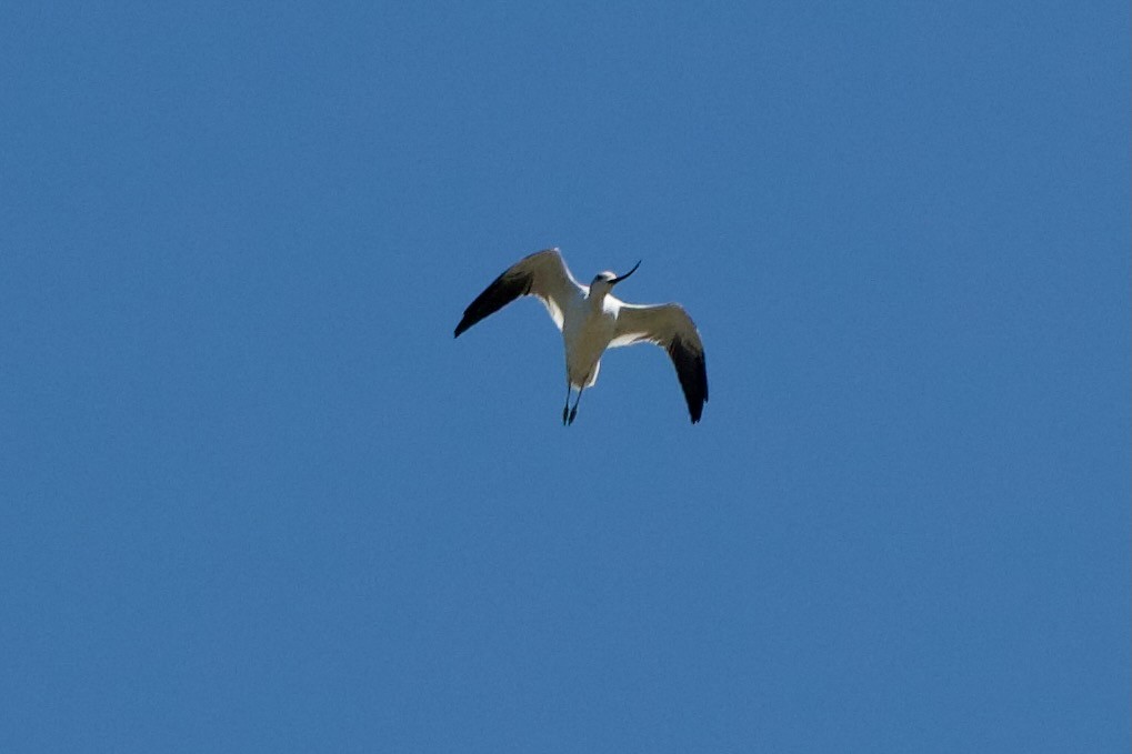 American Avocet - ML641211189