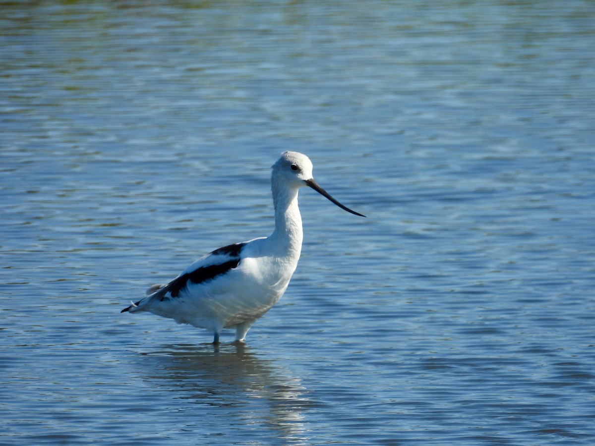 American Avocet - ML641211198