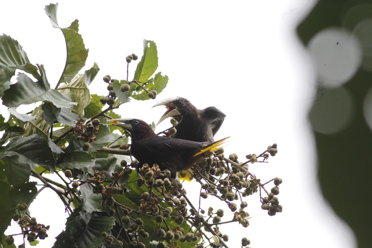 Chestnut-headed Oropendola - ML641211212