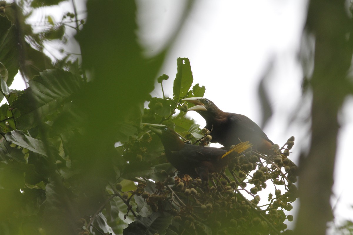Chestnut-headed Oropendola - ML641211215