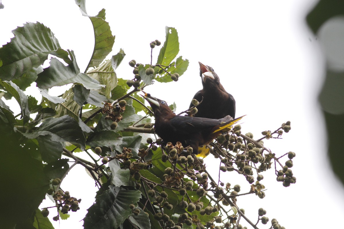 Chestnut-headed Oropendola - ML641211216