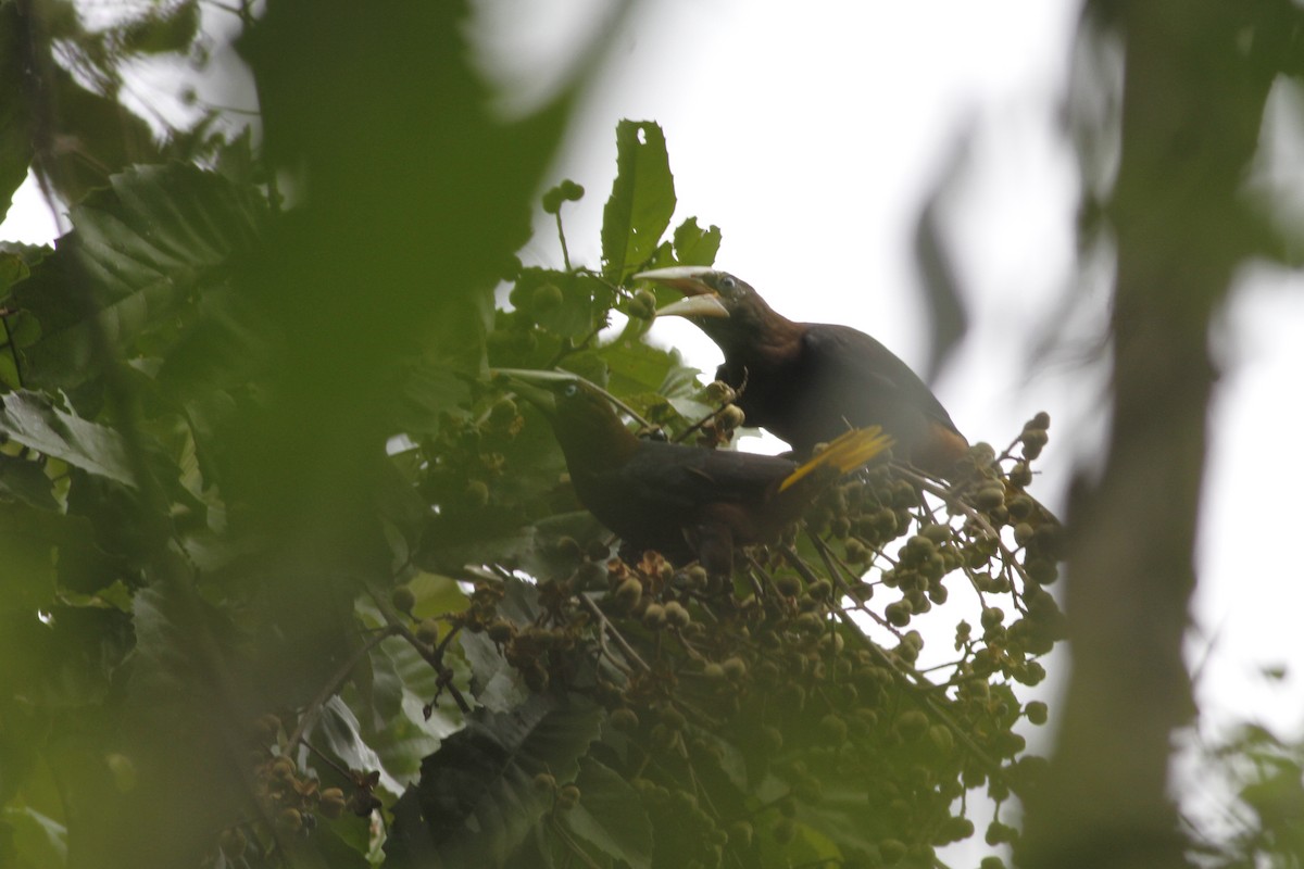 Chestnut-headed Oropendola - ML641211217