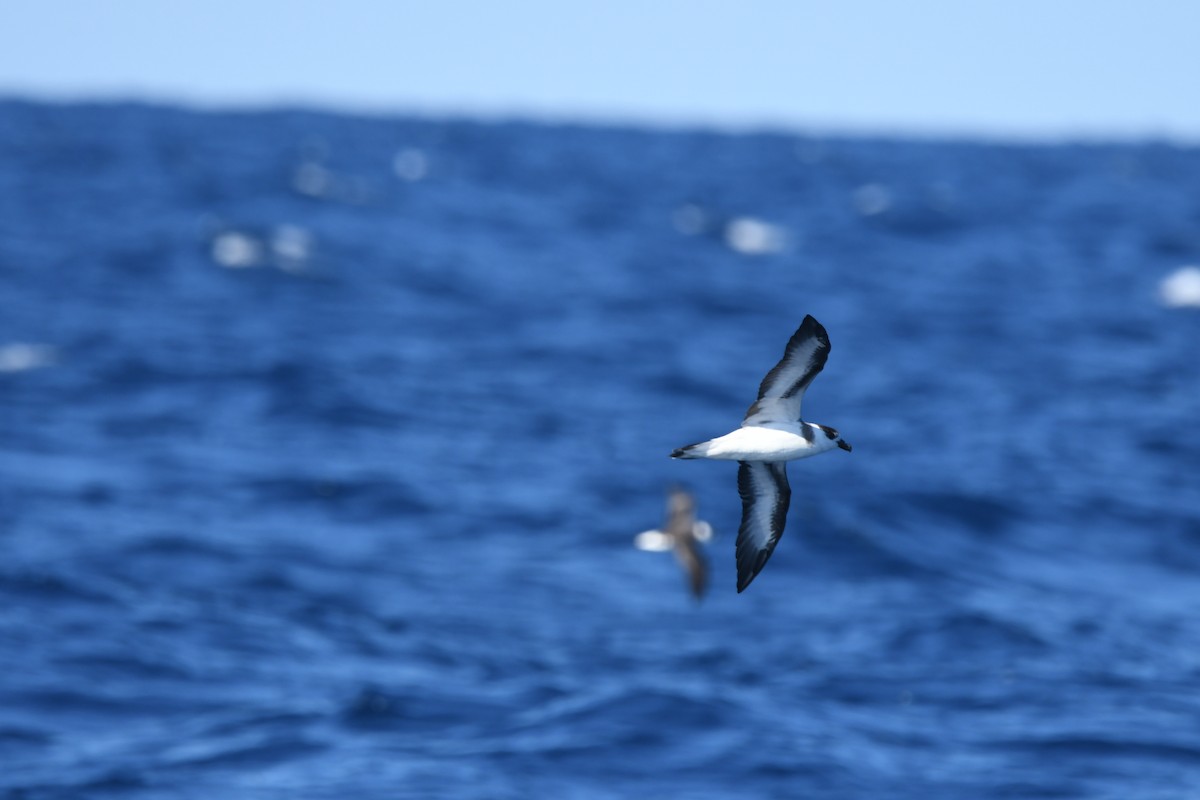 Black-capped Petrel - ML641211232