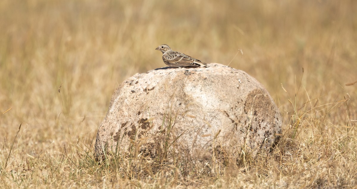 Thick-billed Longspur - ML641211241