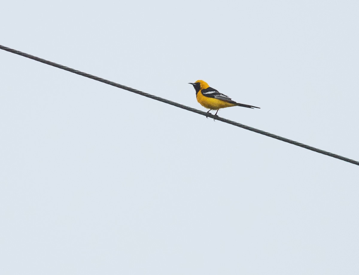 Hooded Oriole - ML641211261