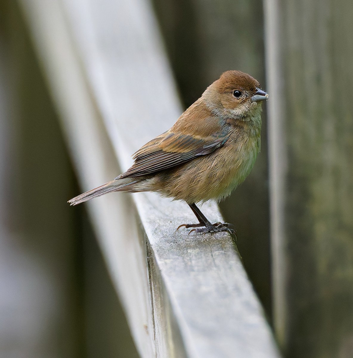 Indigo Bunting - ML641211315