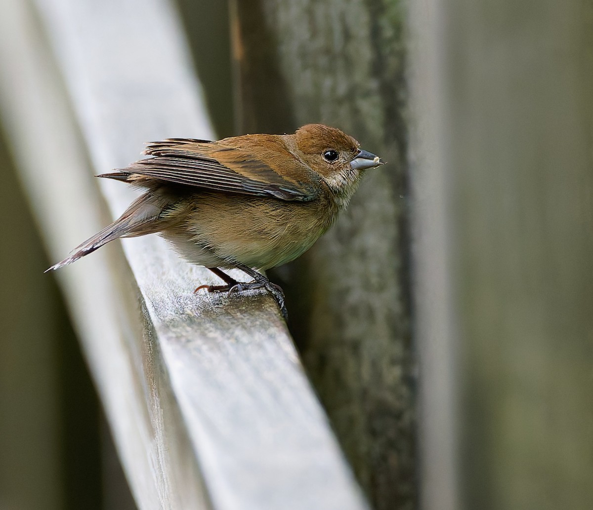 Indigo Bunting - ML641211322