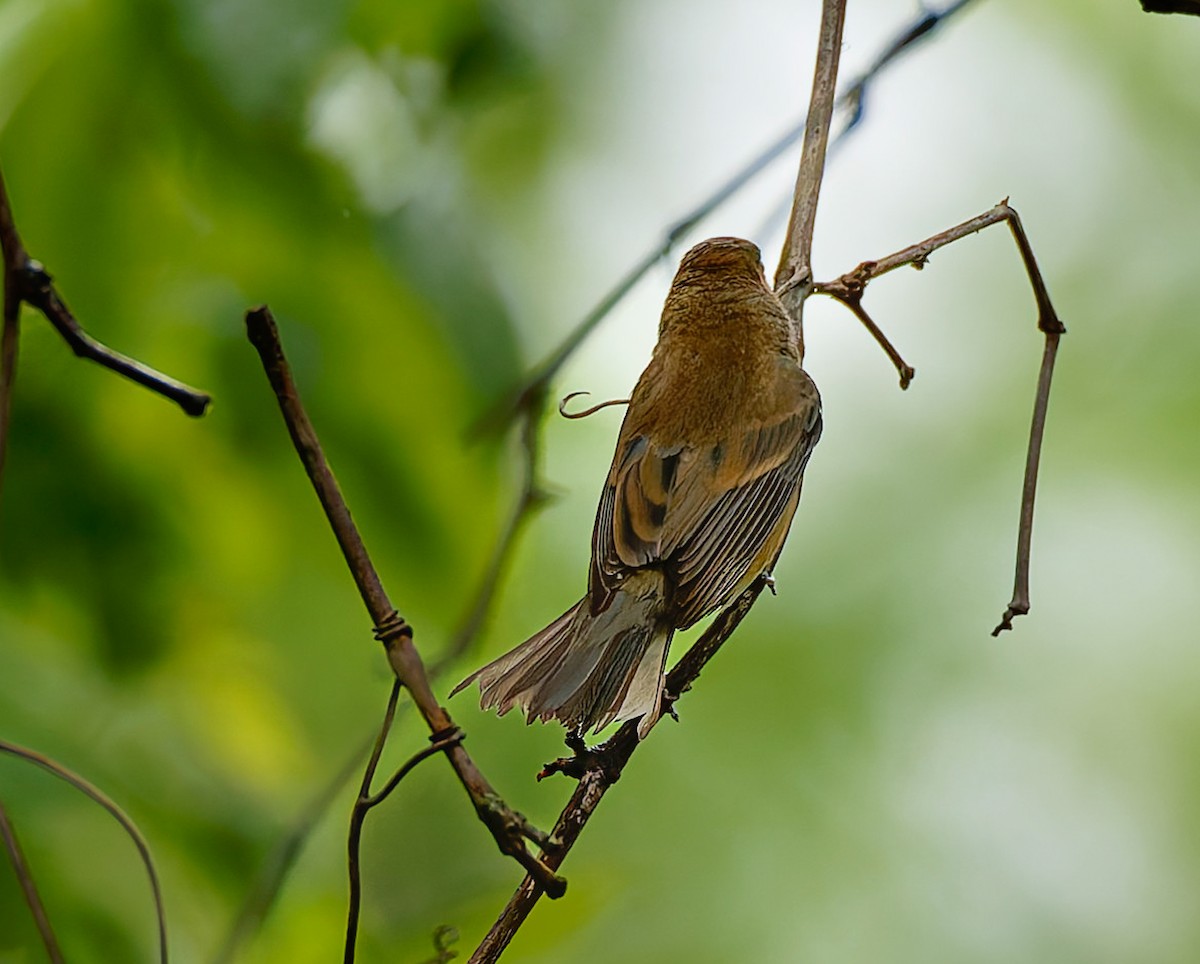 Indigo Bunting - ML641211331