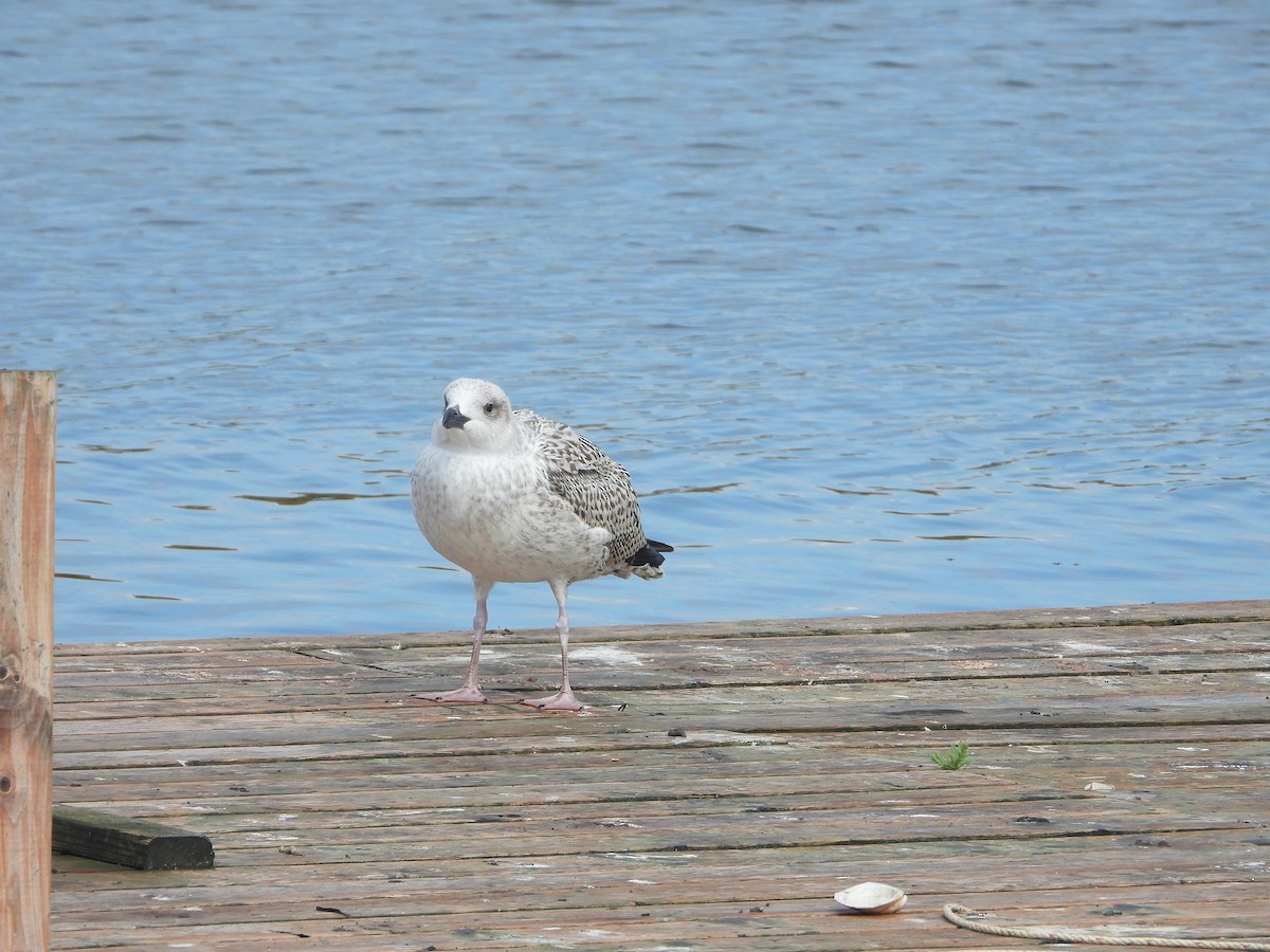 Great Black-backed Gull - ML641211343