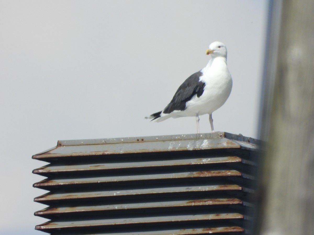 Great Black-backed Gull - ML641211344
