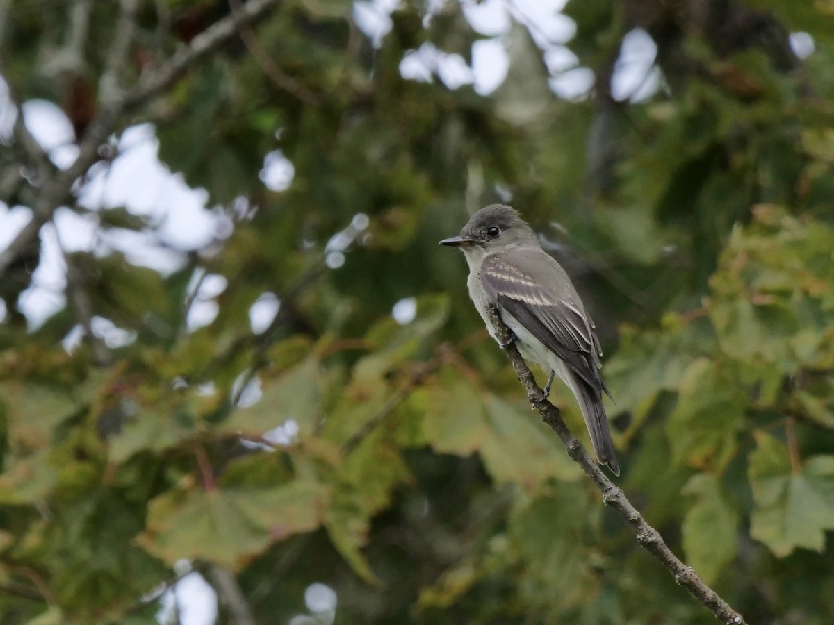 Eastern Wood-Pewee - ML641211345