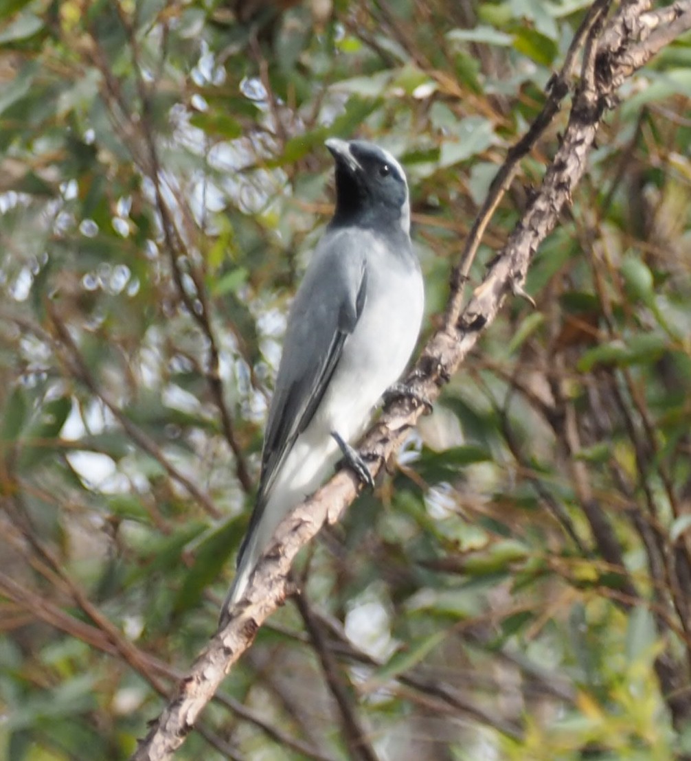 Black-faced Cuckooshrike - ML641211355