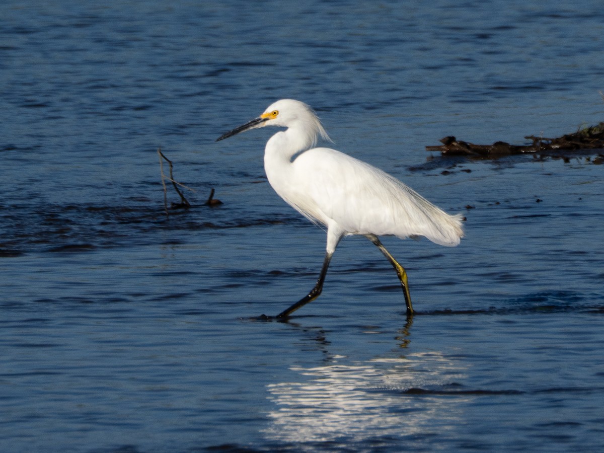 Snowy Egret - ML641211374