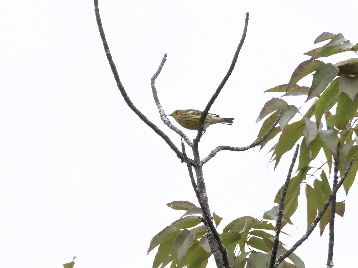 Cape May Warbler - ML641211375
