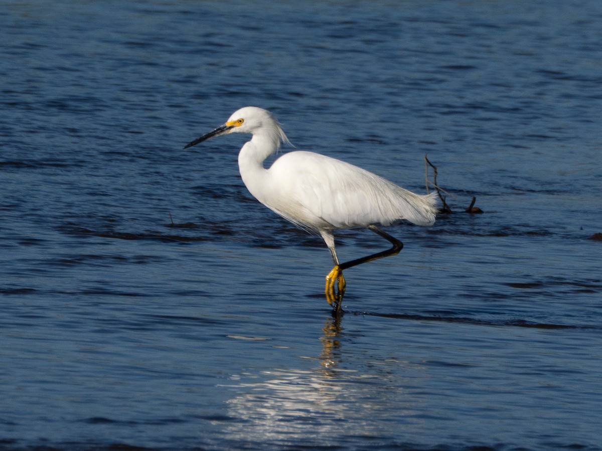 Snowy Egret - ML641211376