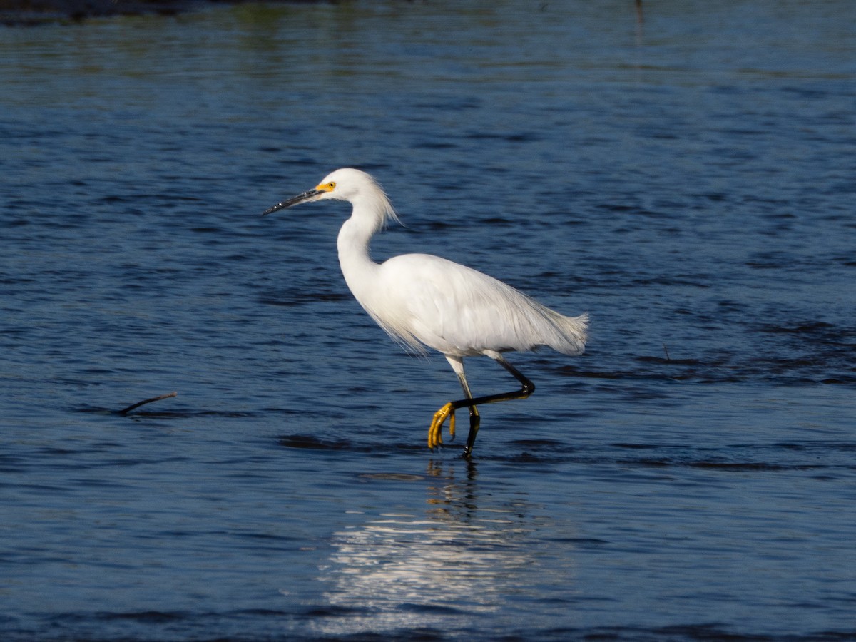 Snowy Egret - ML641211377