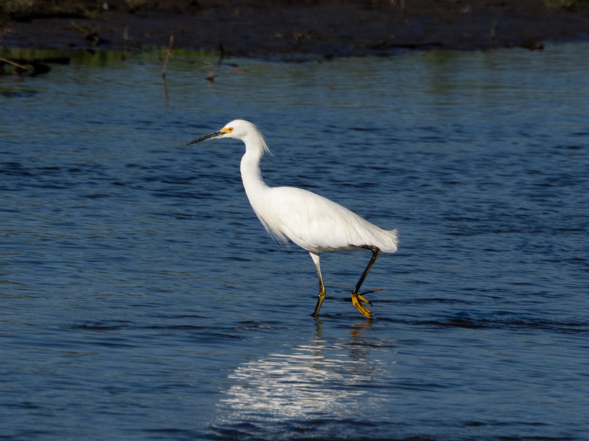 Snowy Egret - ML641211378