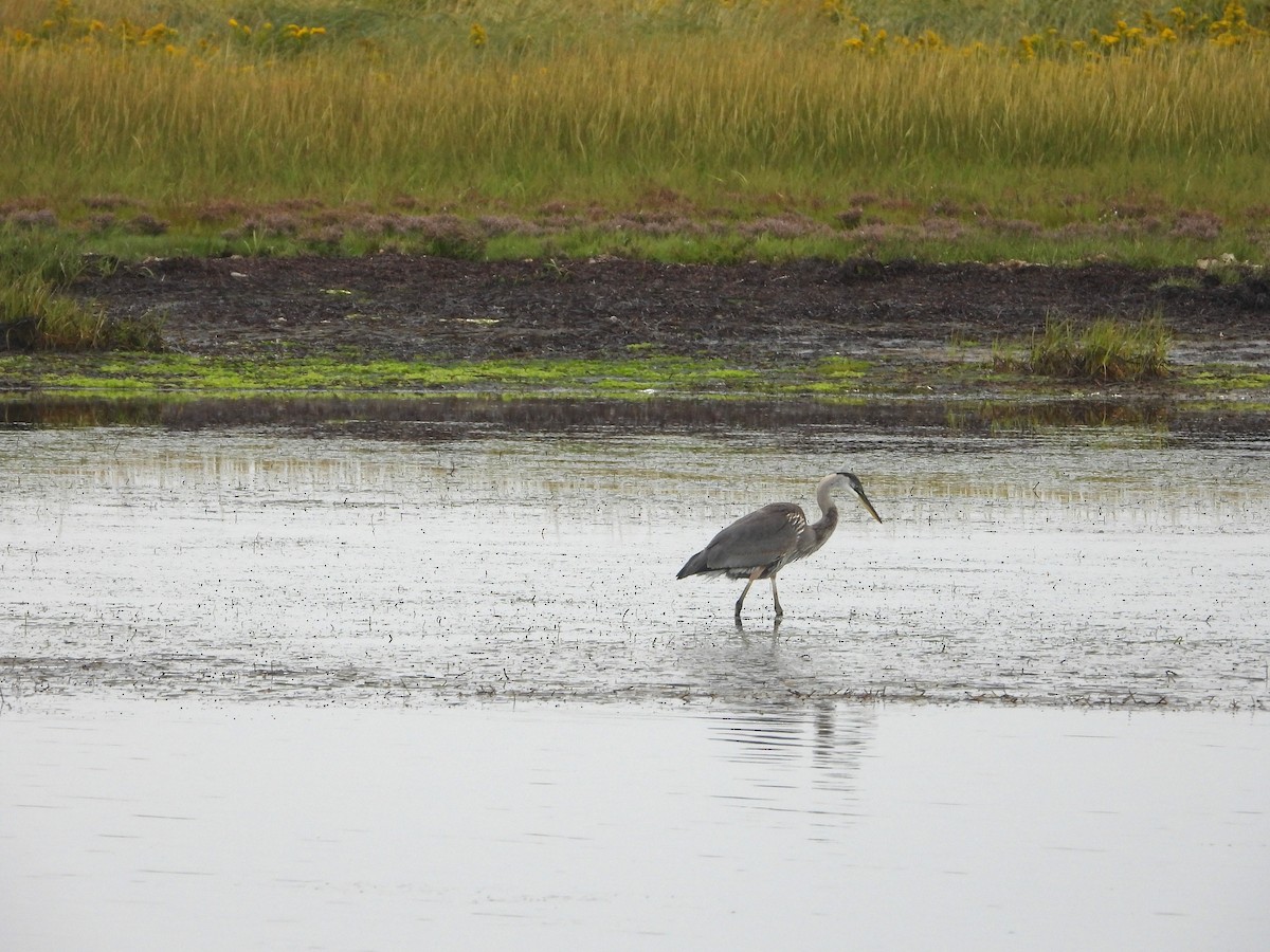 Great Blue Heron - ML641211384