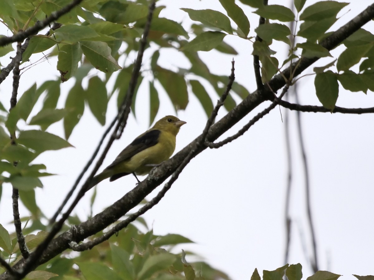 Scarlet Tanager - ML641211387