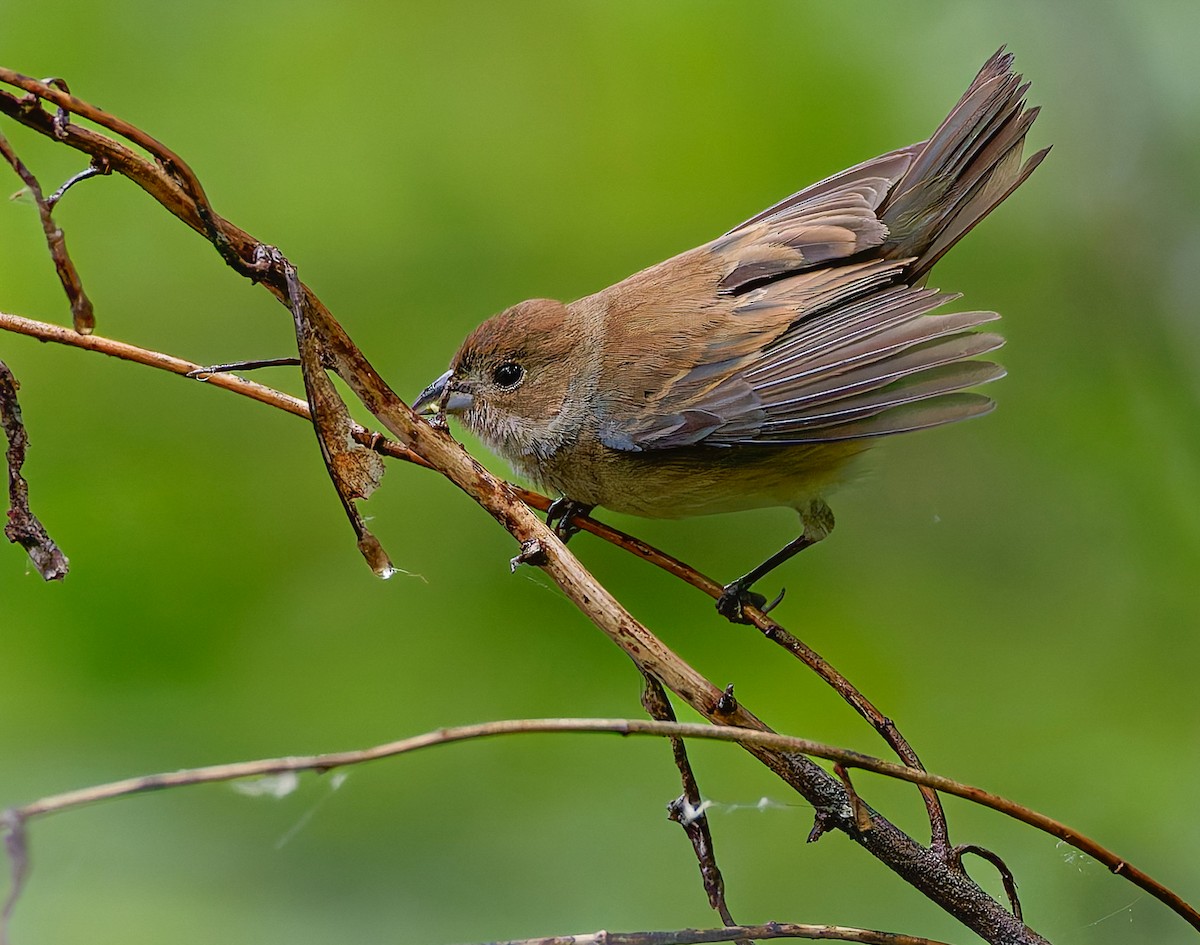 Indigo Bunting - ML641211389