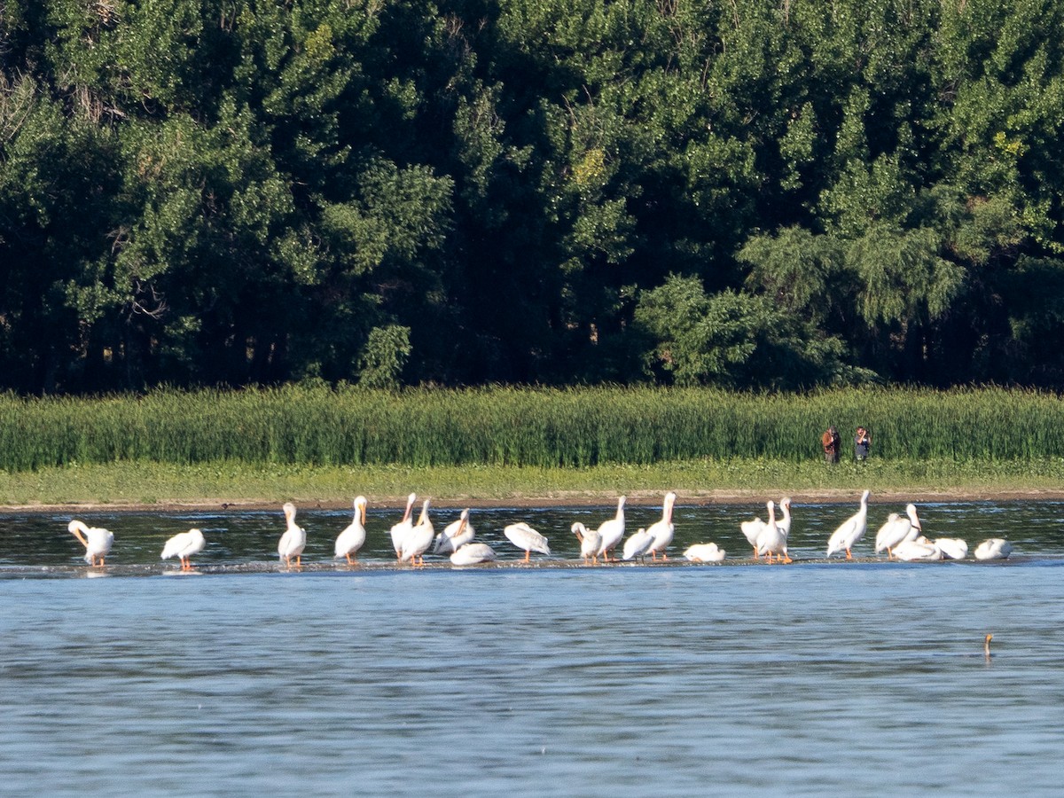 American White Pelican - ML641211403