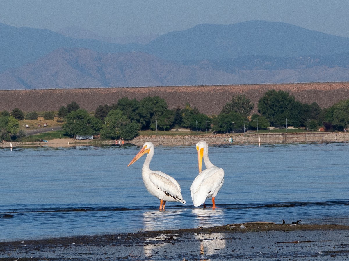 American White Pelican - ML641211404