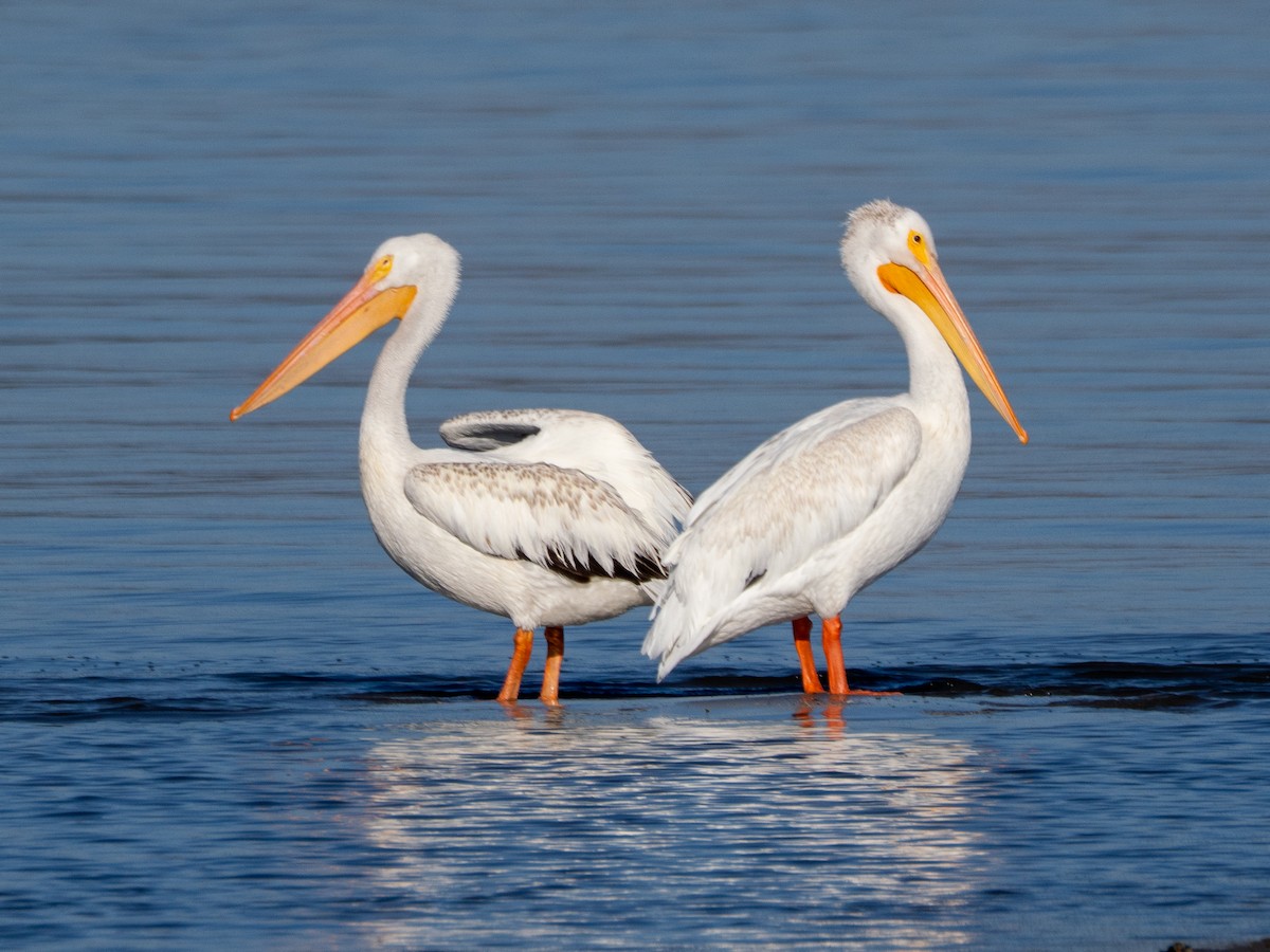 American White Pelican - ML641211405