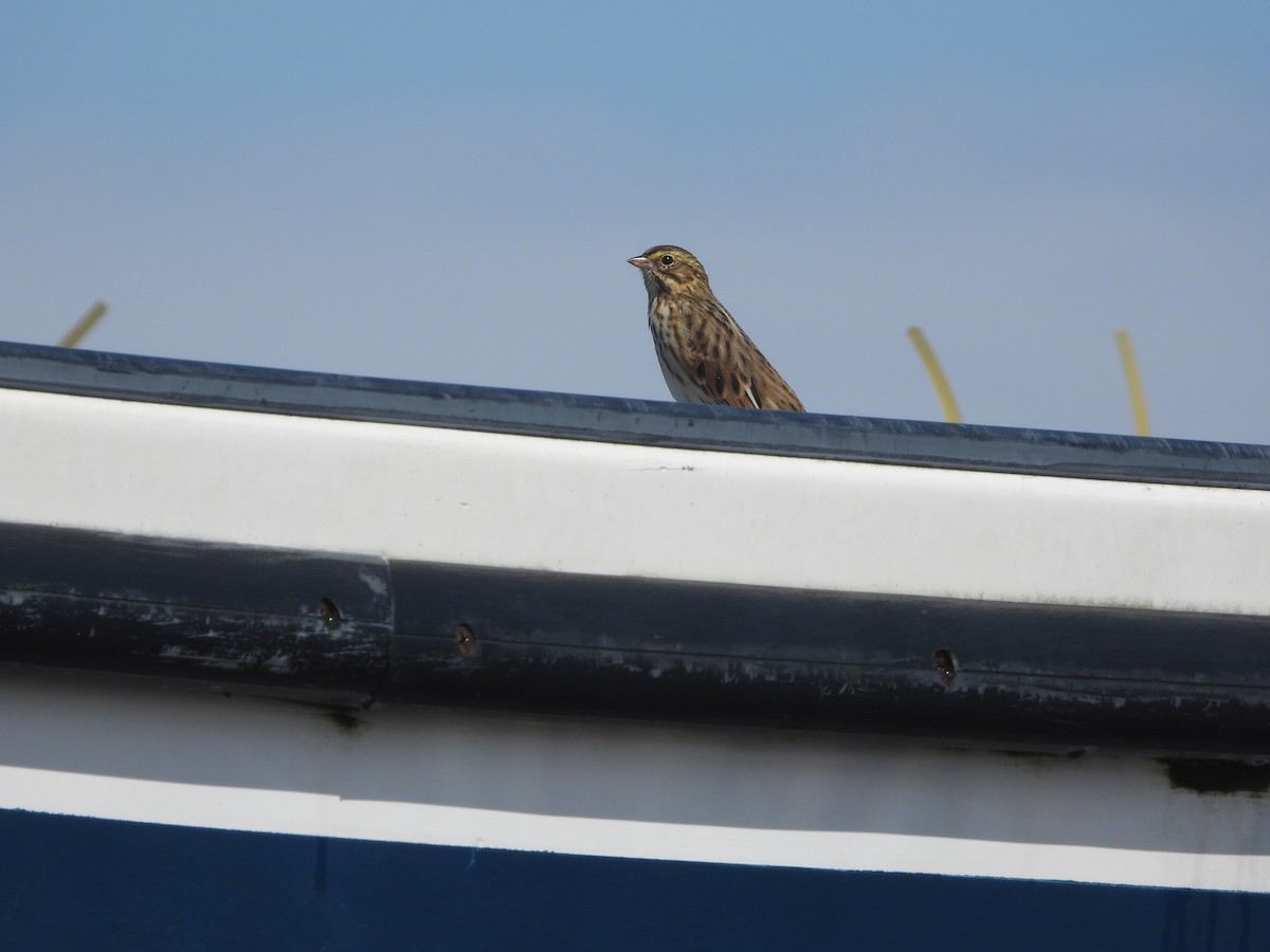 Savannah Sparrow - ML641211409