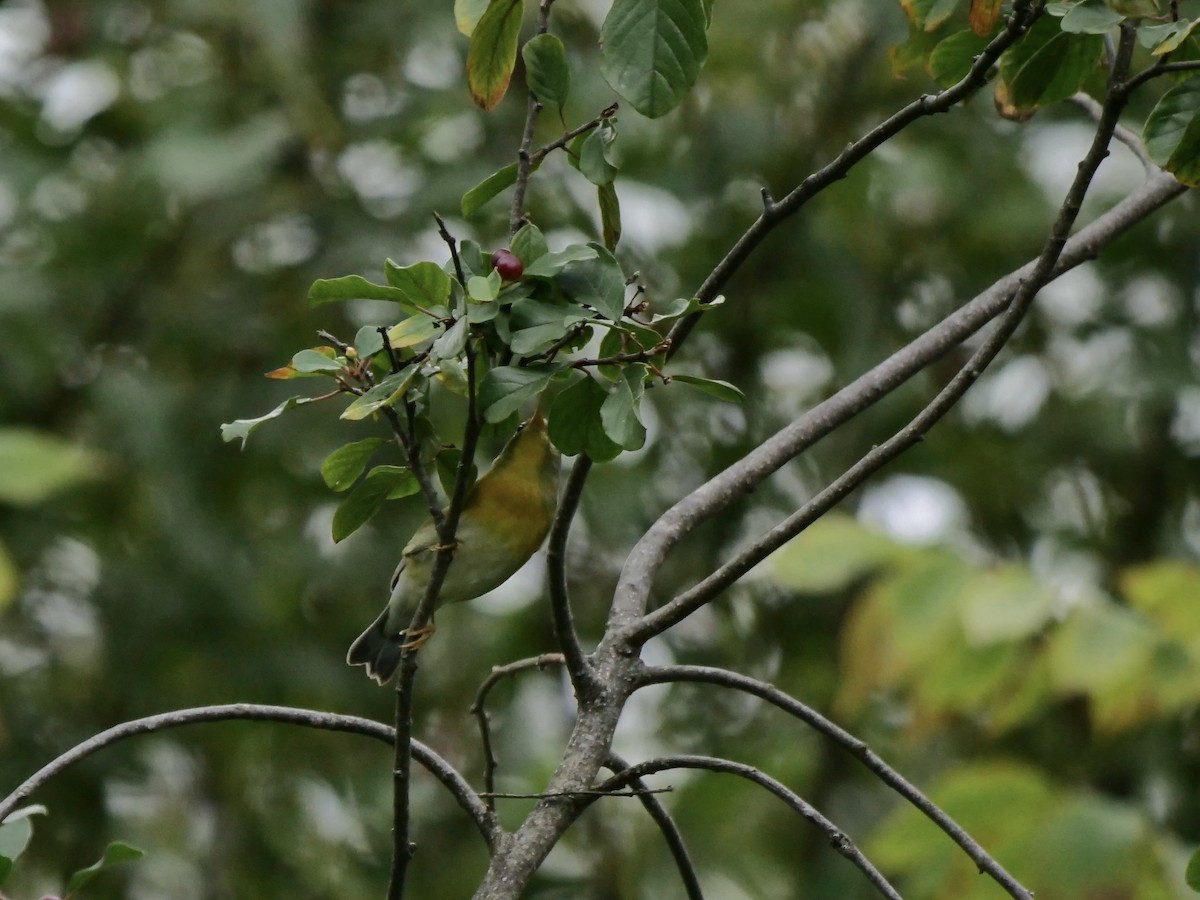 Northern Parula - ML641211427
