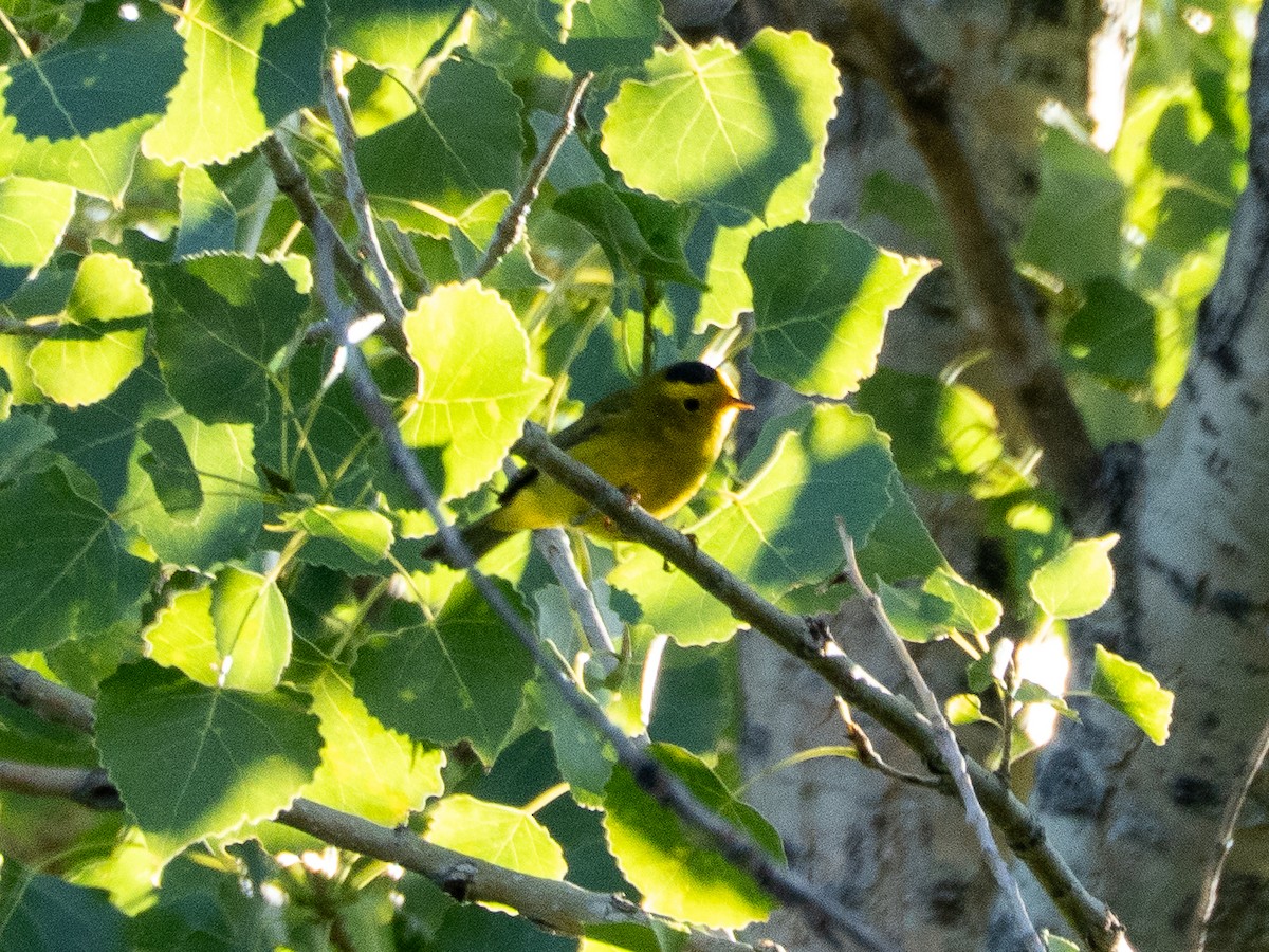 Wilson's Warbler - ML641211435