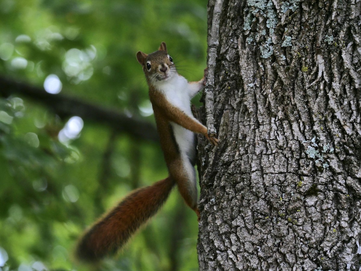 Animals - ML641211456