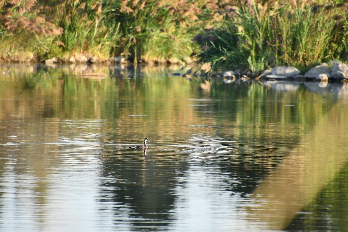 Pied-billed Grebe - ML641211459