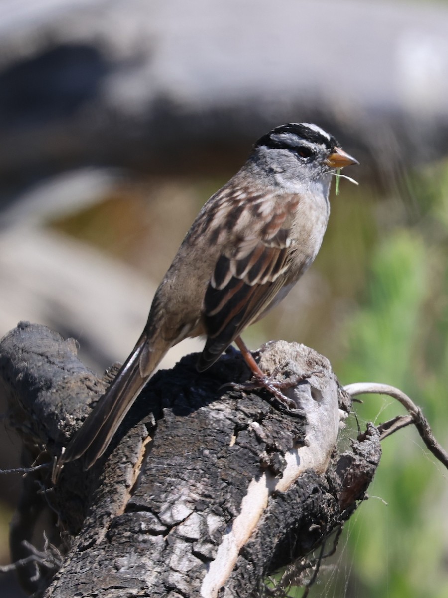 White-crowned Sparrow (nuttalli) - ML641211470