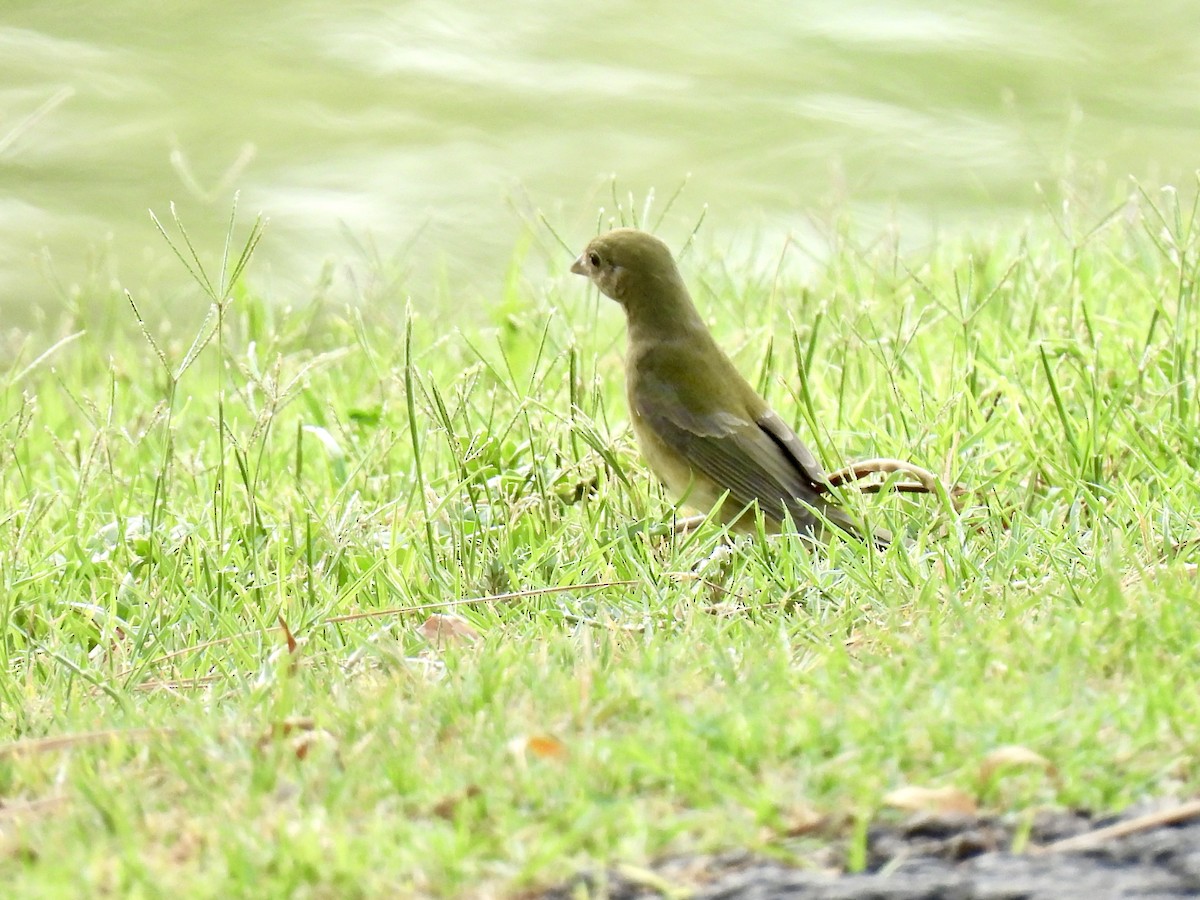 Painted Bunting - ML641211476