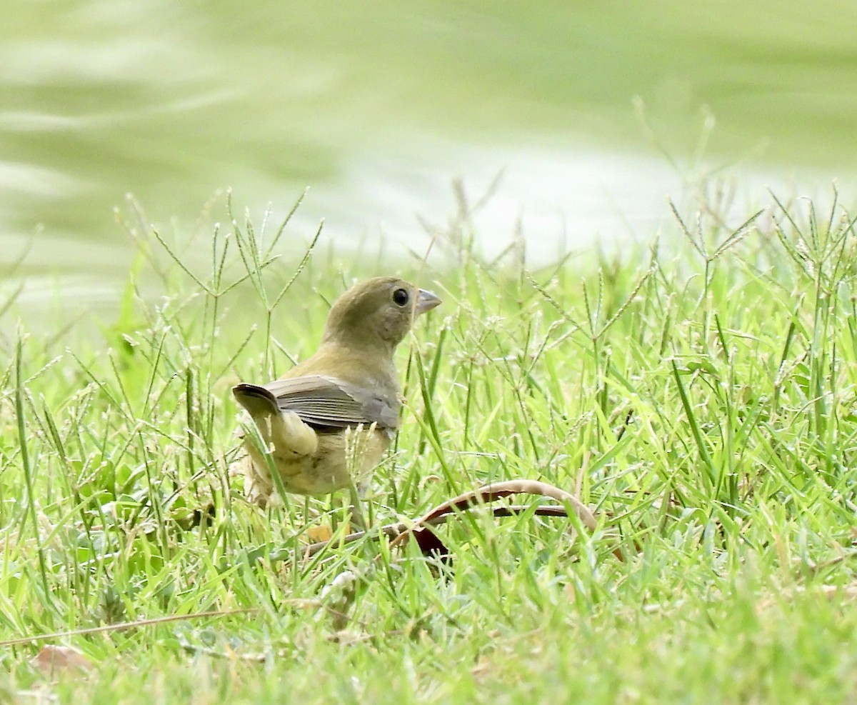 Painted Bunting - ML641211481