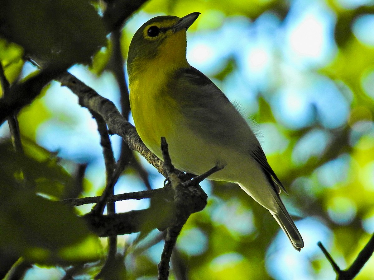 Yellow-throated Vireo - ML641211487