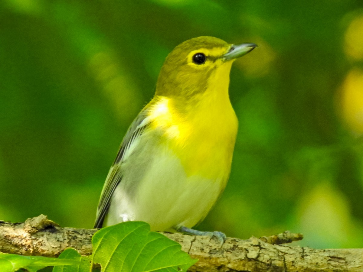 Yellow-throated Vireo - ML641211488
