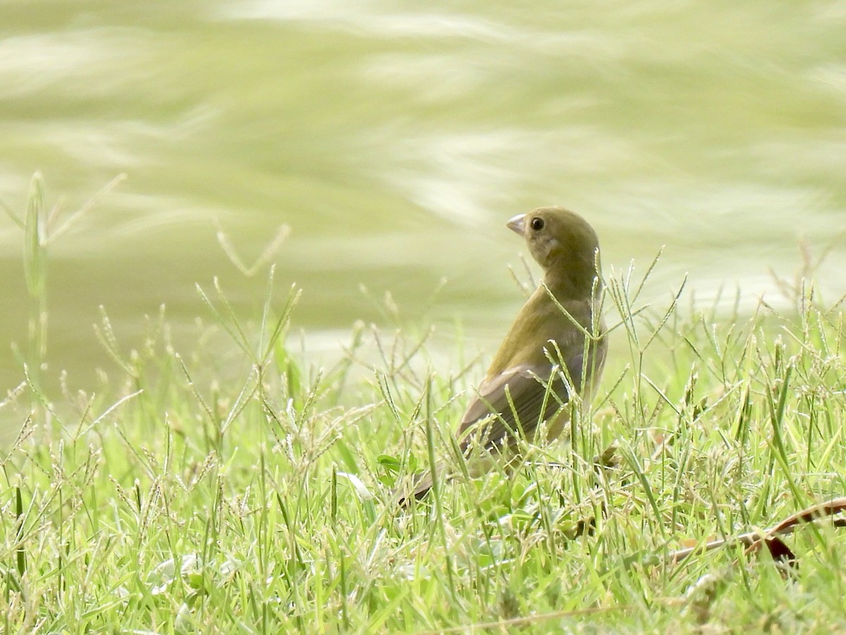 Painted Bunting - ML641211490