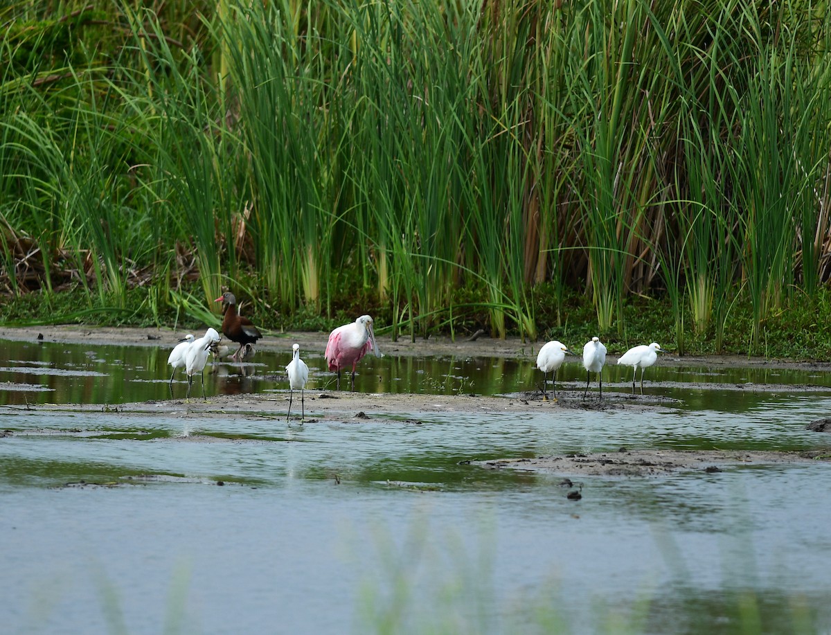 Roseate Spoonbill - ML641211506