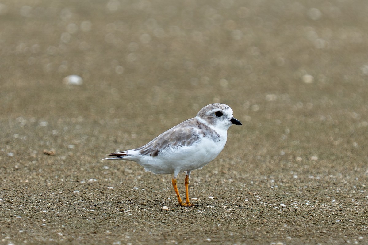 Piping Plover - ML641211512