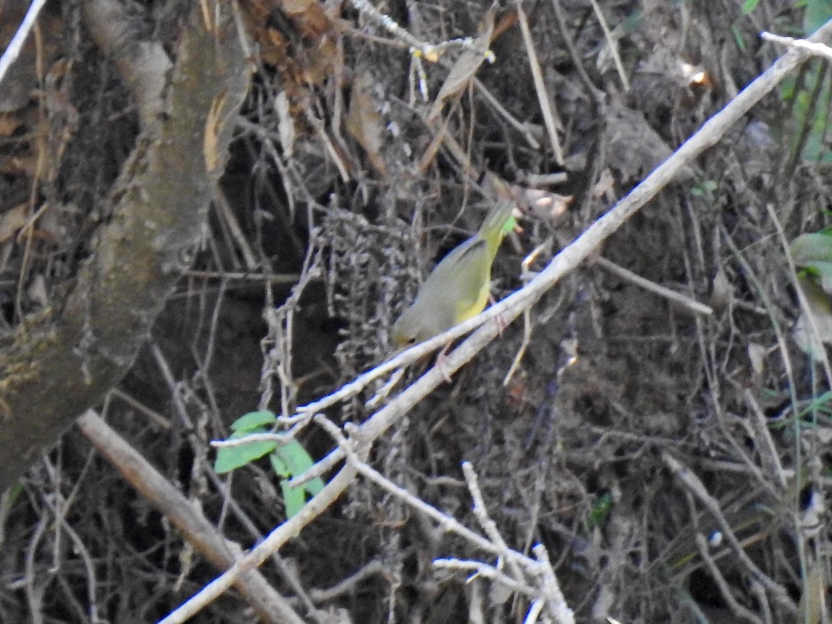 Mourning Warbler - ML641211513