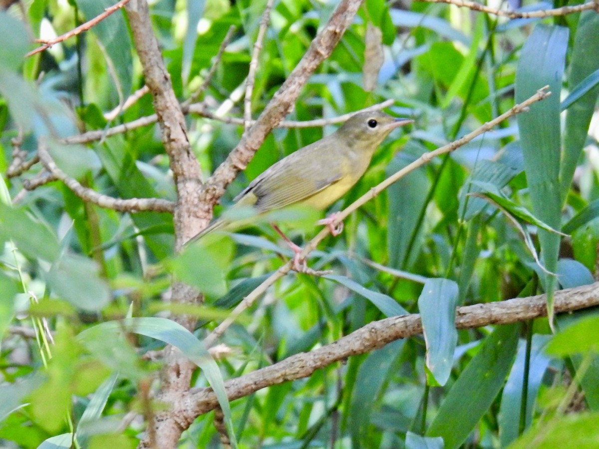 Mourning Warbler - ML641211514
