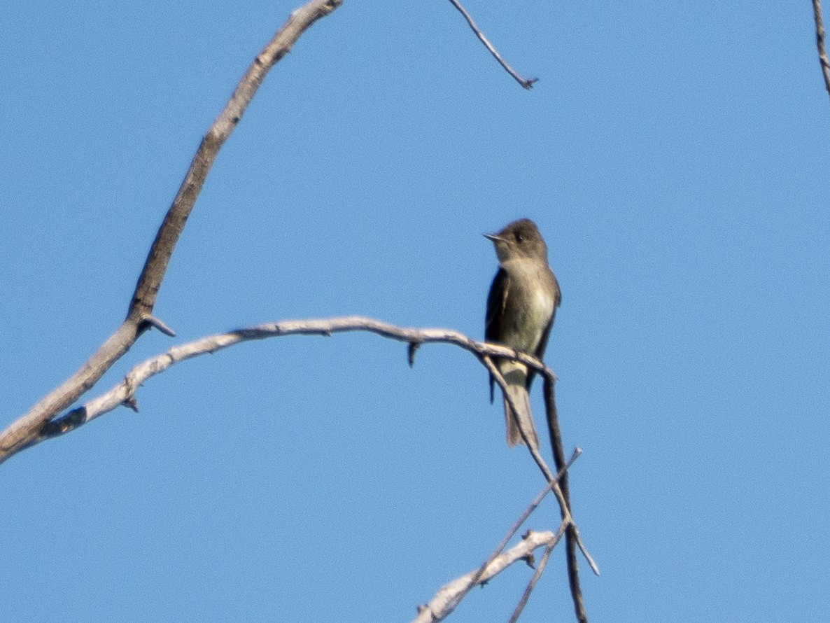 Western Wood-Pewee - ML641211516